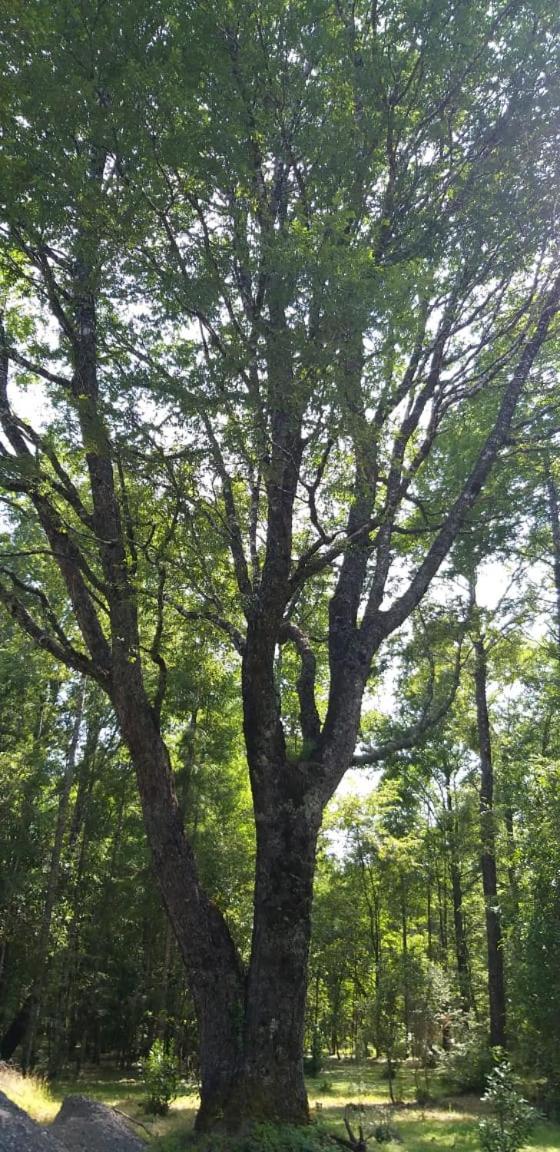 Casa de férias Epuleufu En Parcela Privada De 5000mt2 Pucón